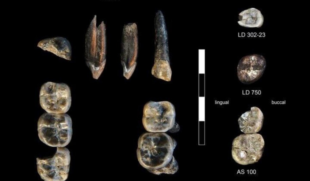 El descubrimiento del siglo: hallan un ancestro humano que cambia por completo la historia de la evolución